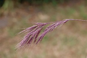 Anisantha madritensis Compact Brome