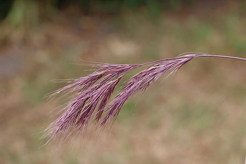 Anisantha madritensis - © Barry Stewart