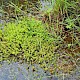 Crassula helmsii