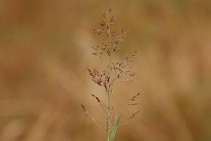 Agrostis capillaris Common Bent