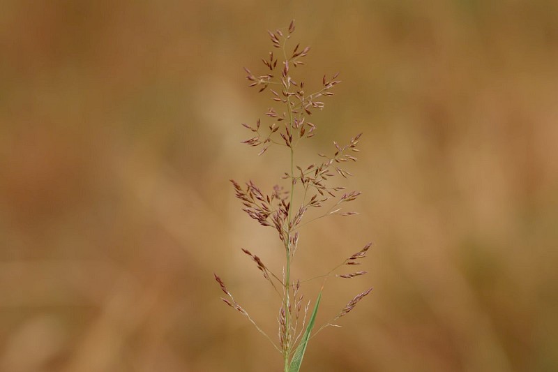 Agrostis capillaris - © Barry Stewart