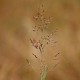 Agrostis capillaris