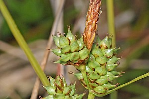 Carex extensa Long-bracted Sedge