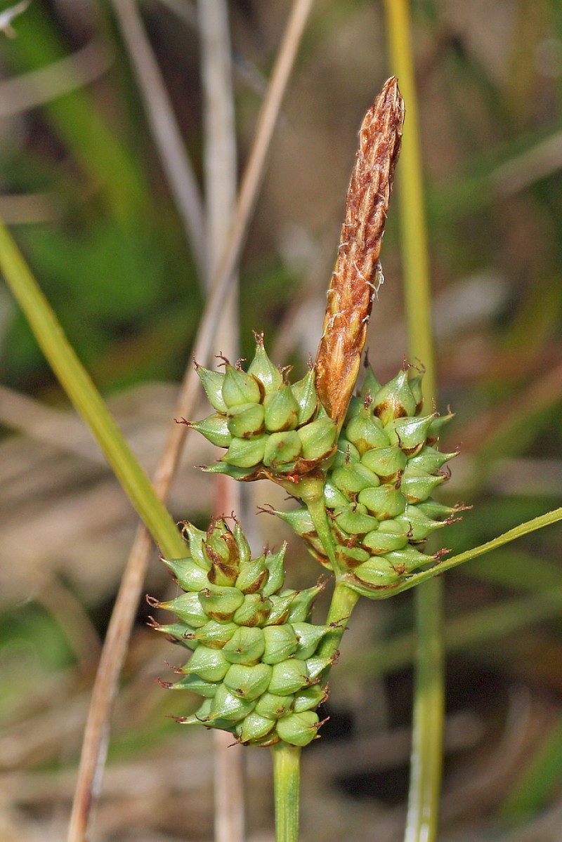 Carex extensa - © Barry Stewart