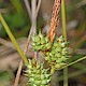 Carex extensa