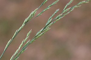 Schedonorus pratensis Meadow Fescue