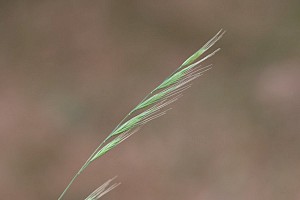 Festuca heterophylla Various-leaved Fescue