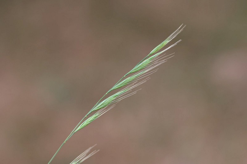 Festuca heterophylla - © Barry Stewart