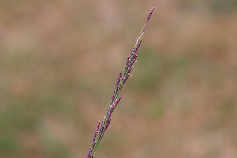 Puccinellia maritima - © Barry Stewart