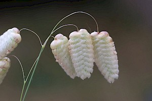 Briza maxima Greater Quaking-grass