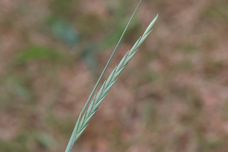 Elytrigia atherica - © Barry Stewart