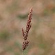 Polypogon viridis