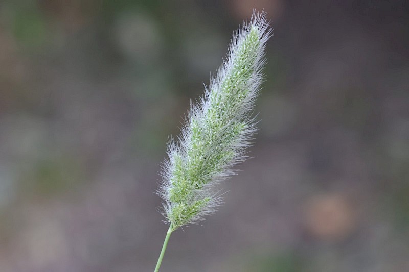 Polypogon monspeliensis - © Barry Stewart