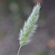 Polypogon monspeliensis