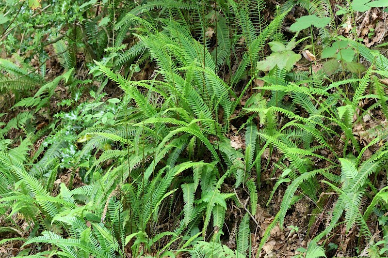 Blechnum spicant - © Barry Stewart