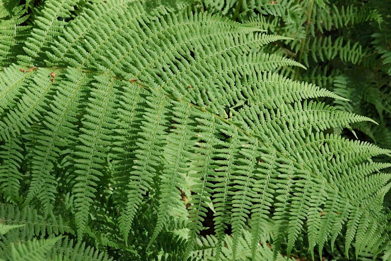 Athyrium filix-femina - © Barry Stewart