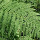 Athyrium filix-femina