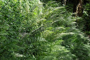 Dryopteris filix-mas Male-fern