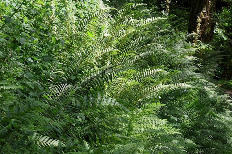 Dryopteris filix-mas - © Barry Stewart