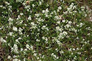 Galium saxatile Heath Bedstraw