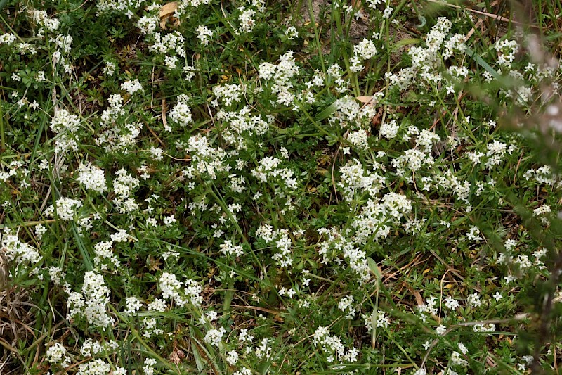 Galium saxatile - © Barry Stewart