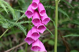 Digitalis purpurea Foxglove