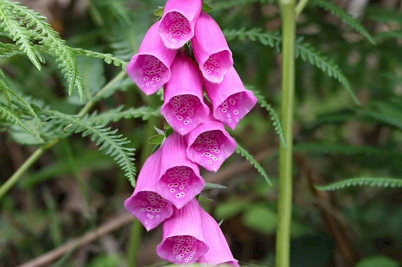 Digitalis purpurea - © Barry Stewart