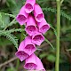 Digitalis purpurea