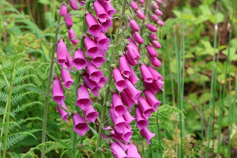 Digitalis purpurea - © Barry Stewart