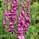 Digitalis purpurea