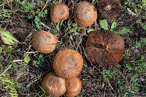 Inocybe agardhii 