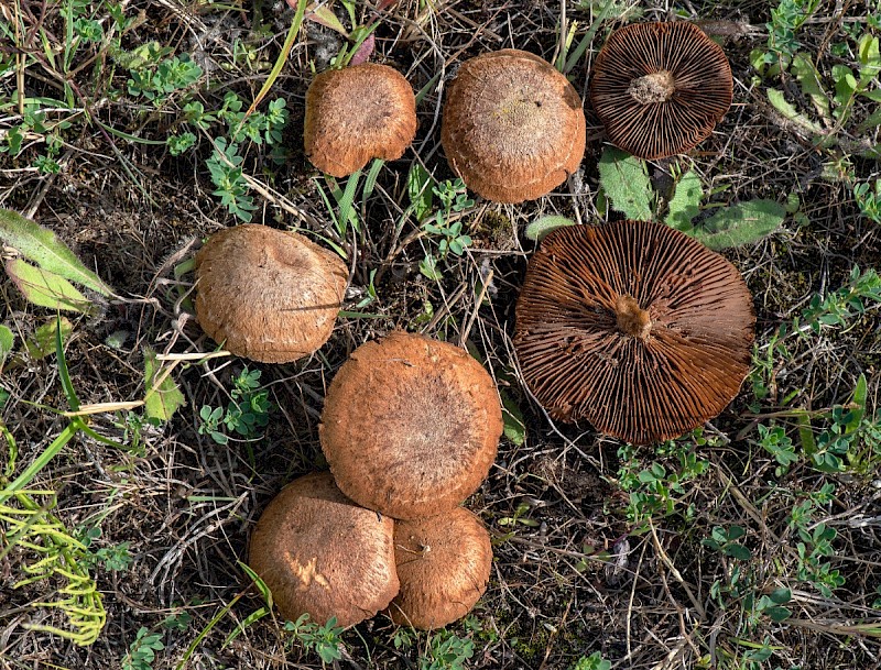 Inocybe agardhii - © Charles Hipkin