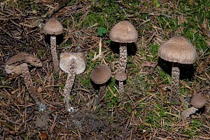 Inocybe calamistrata Greenfoot Fibrecap