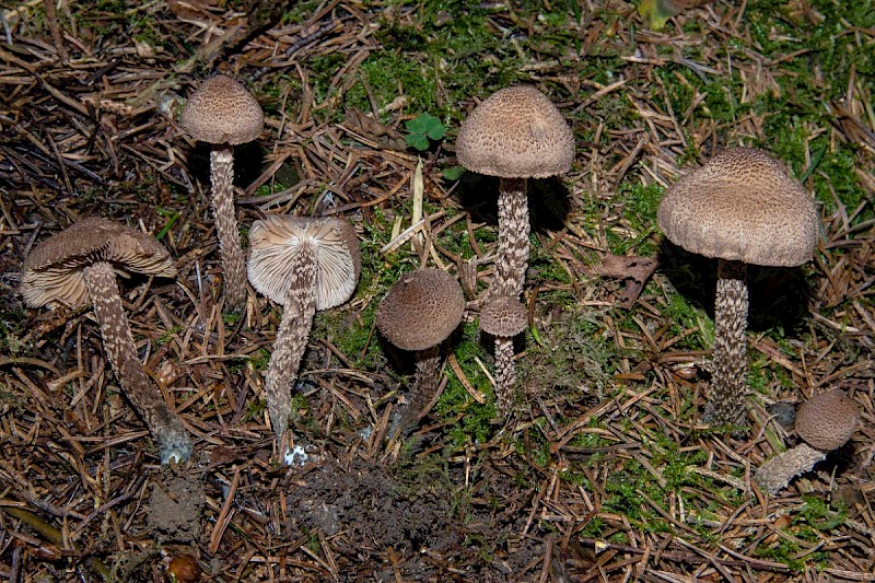 Inocybe calamistrata - © Charles Hipkin