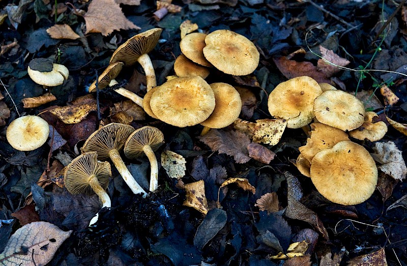 Inocybe cookei - © Charles Hipkin