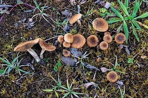 Inocybe dulcamara 