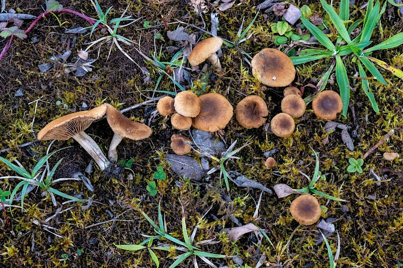 Inocybe dulcamara - © Charles Hipkin