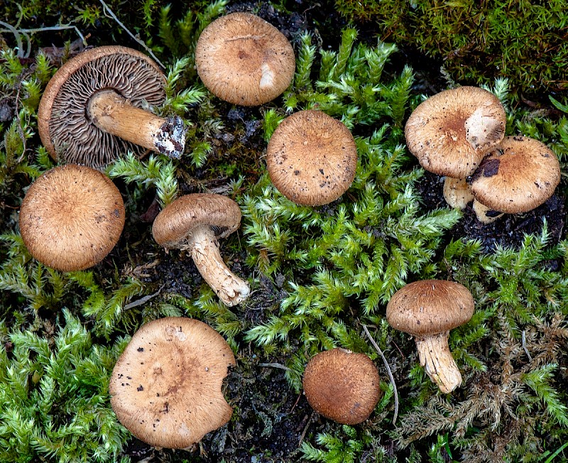 Inocybe agardhii - © Charles Hipkin