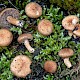 Inocybe agardhii