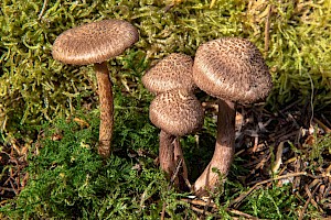 Inocybe cincinnata var. cincinnata Collared Fibrecap