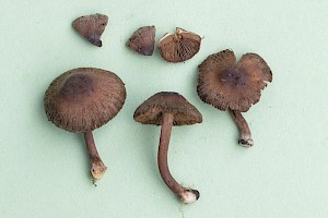 Inocybe assimilata 