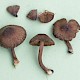 Inocybe assimilata