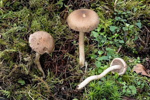 Inocybe flocculosa Fleecy Fibrecap