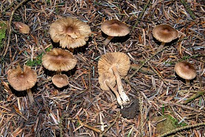 Inocybe fuscidula var. fuscidula Darkish Fibrecap