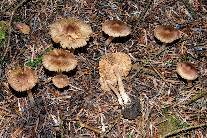 Inocybe fuscidula var. fuscidula - © Charles Hipkin