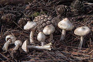 Inocybe geophylla 