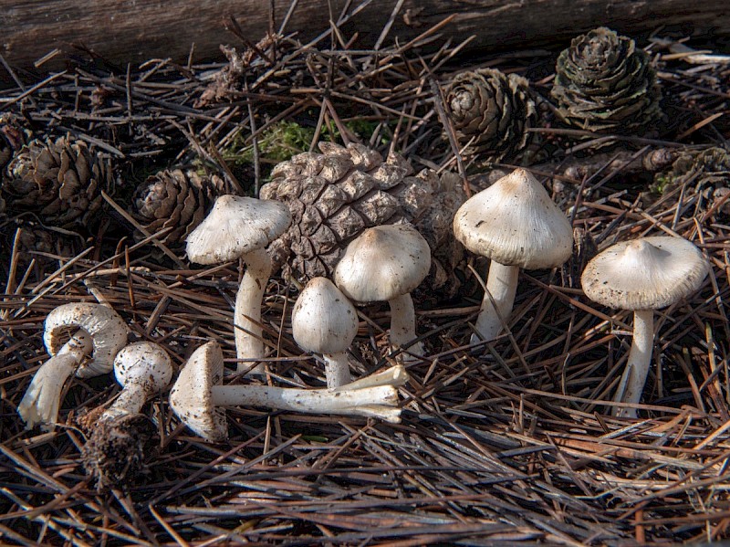 Inocybe geophylla - © Charles Hipkin