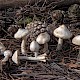 Inocybe geophylla