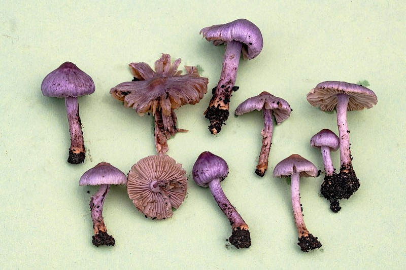 Inocybe geophylla - © Charles Hipkin