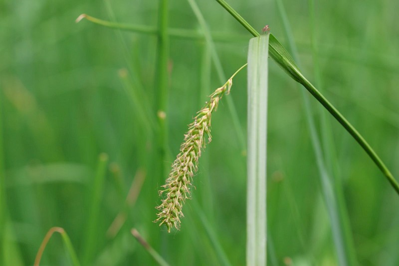 Carex vesicaria - © Barry Stewart